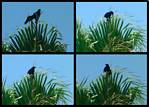 (03) crow montage.jpg    (1000x720)    347 KB                              click to see enlarged picture